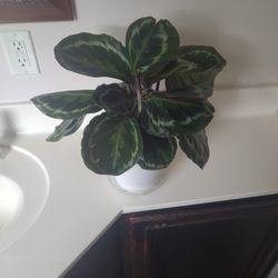 Prayer Plant Aka Calathea Medallion