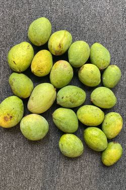 Carrie Mango sale