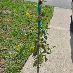 Black Ironwood
3 Gallon,  3 Feet