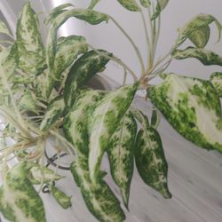 Beautiful Real Plant And Ceramic Vase  Easy Maintanence