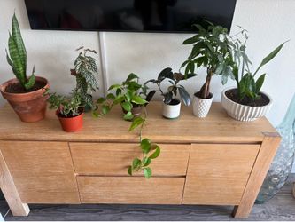 Assortment of house plants