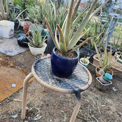 Beautiful Aloe Vere With Decorithin Tabol And Contener Seramek Vere GOOD CONDITION Aloe Vere  VERY GOOD CONDITION N24 TH DR PHOENIX 