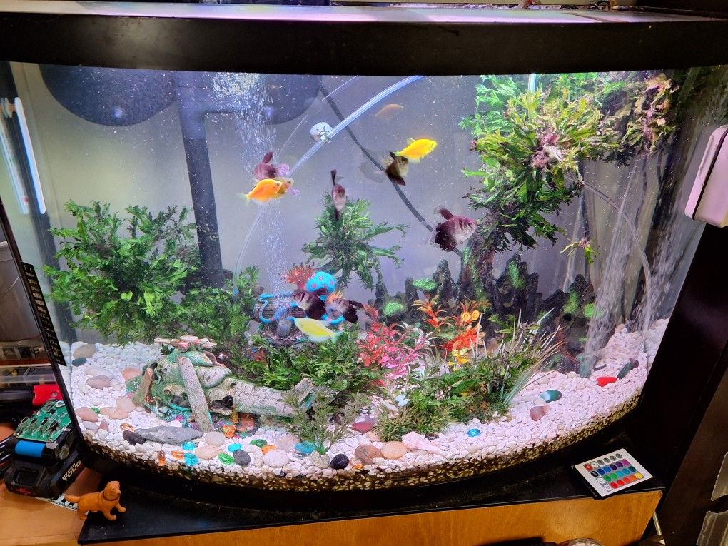 46 Gallon Bow Front Aquarium Premium LED Aquarium Kit (45 Bow), 45 US