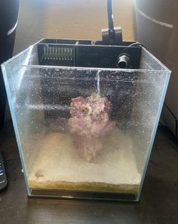 Fish Tank Salt Water