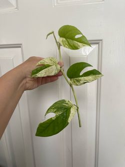 Variegated Marble Epi plant CUTTING