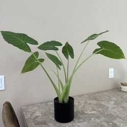 Alocasia Plant