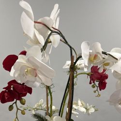Festive Orchid Arrangement