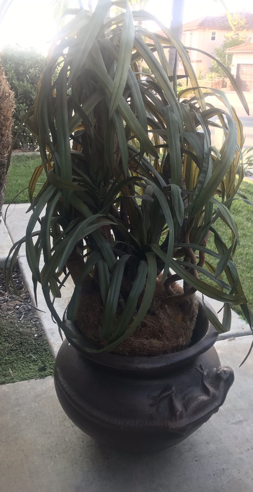 Ceramic pot and silk plant