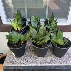 Mother-in-law's tongue, Snake plant-Saint George's sword,