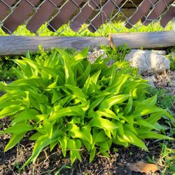 1 One Cluster Hostas Live Plants HOSTA GREEN 