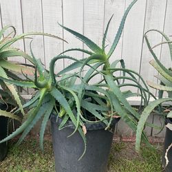 Aloe Plant