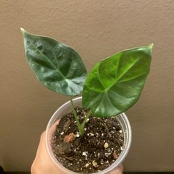 Alocasia Regal Shield Pups