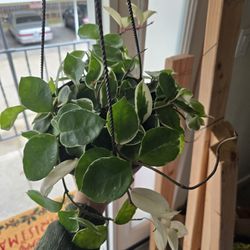 Beautiful Krimson Queen Hoya