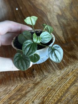 Peperomia Moonlight Plant