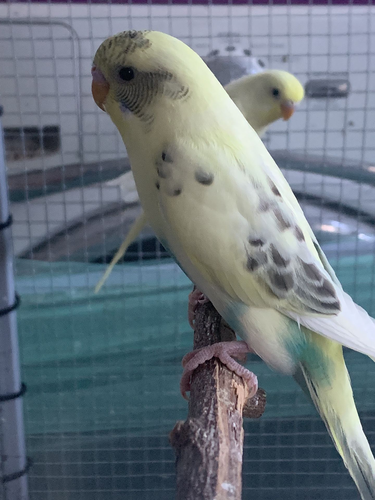 Bird Cage
