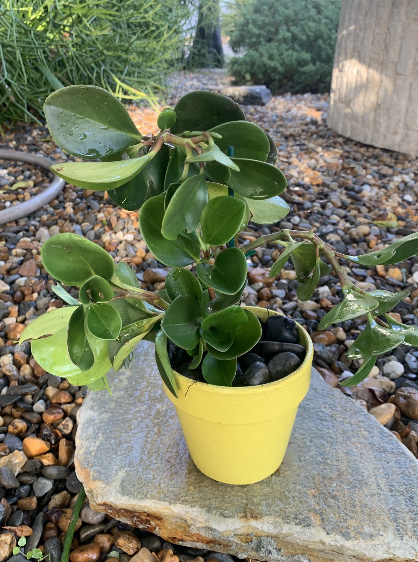 Peperomia Plant w Yellow Pot Planter