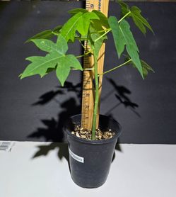 Brazilian Papaya Seedling Plant