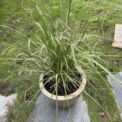 Pampas Grass In Attractive Glazed Pot With Drainage