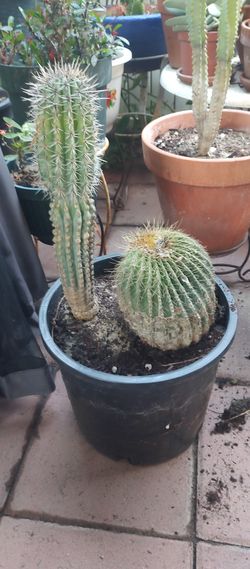 Cactus Mix