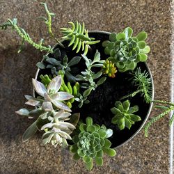Succulent Arrangement