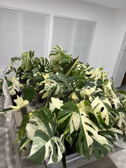 Variegated Monsteras and Rare Plants