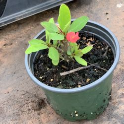 Crown of Thorns Queen Millionaire Euphorbia Milii Hybrid