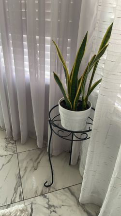 Plant green pot