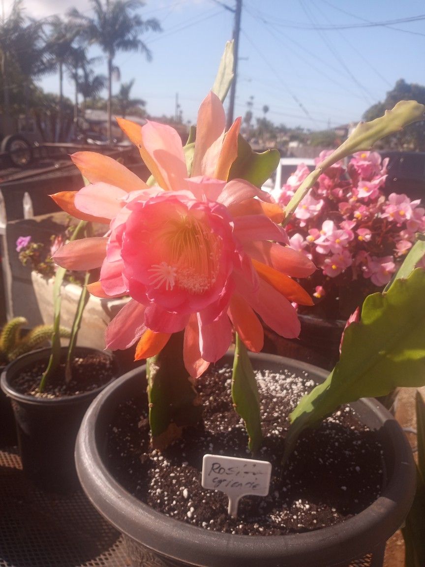 Beautiful Succulent Plants $$$1(contact info removed)9