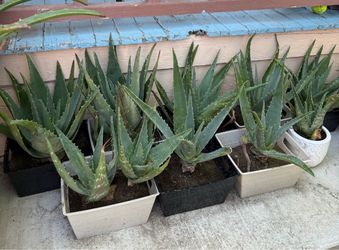 Sábila plants