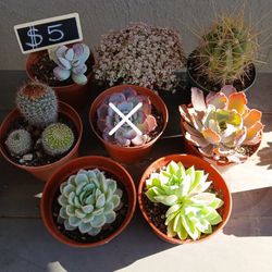 Succulents/ Cactus 