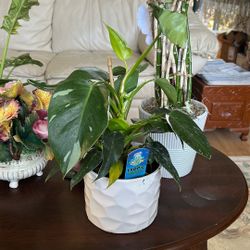 White Ice Princess Philadendron