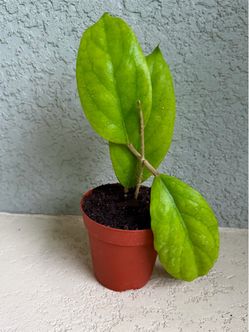 Hoya  vitellinoides plant