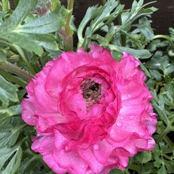 Ranunculus – Blooming Beauty in 4” Pot