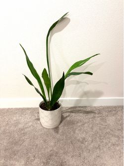 Snake plant