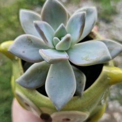 Succulent Plants, Owl Ceramic Pot