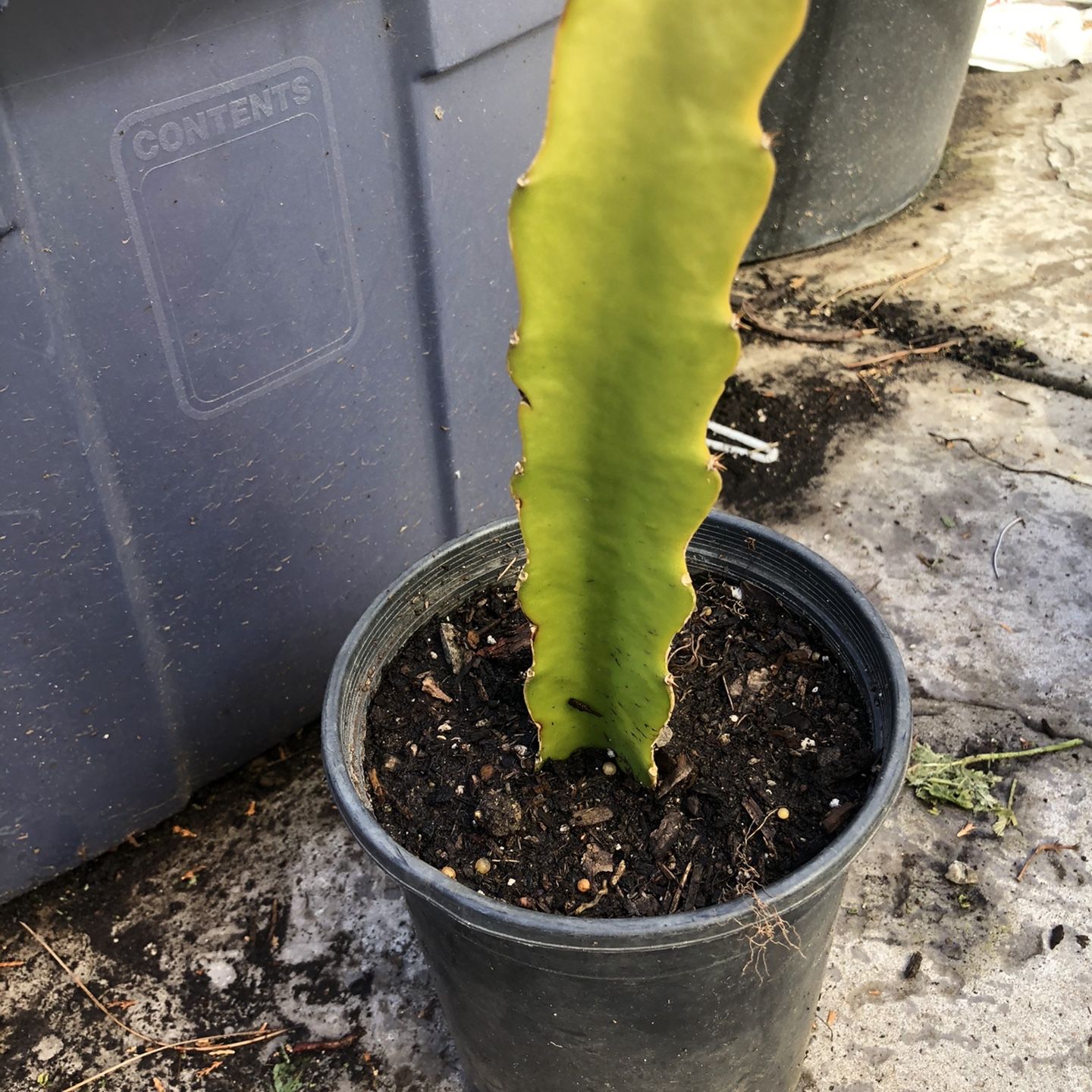 Dragon Fruit Cutting