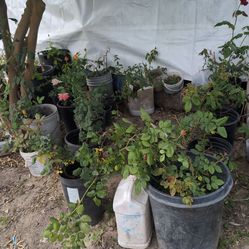 Rose plants