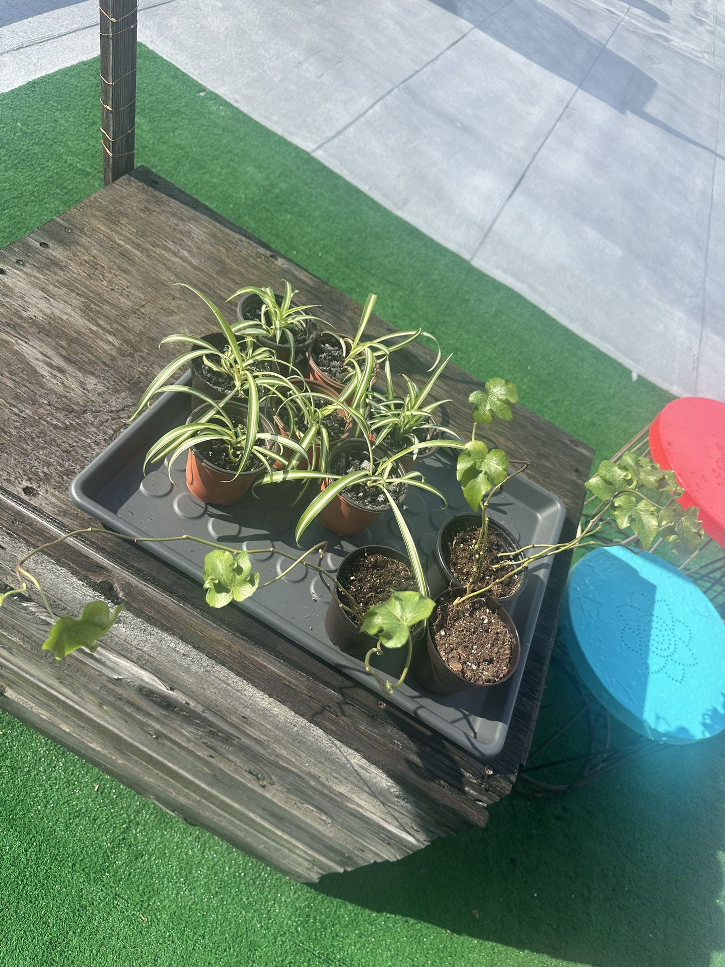 Live Plants ($5 each)