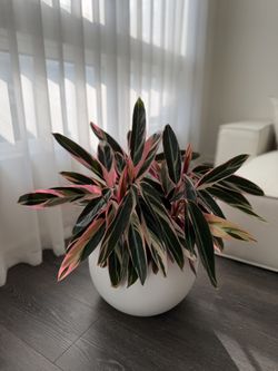 Calathea Triostar
