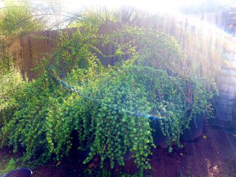 Available Plants For Sale