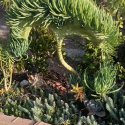 Mermaid Tails Succulents 