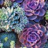Plant Obsessed