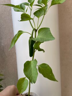 Chili plant