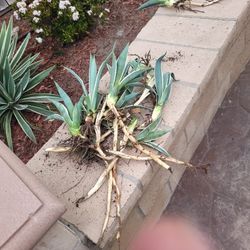 Agave Americano Plants. 