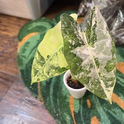14” Variegated Alocasia Frydek Plant