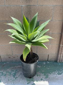 Plants. Agave Attenuate 