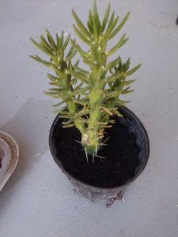 Cactus