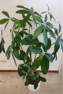 Money Tree