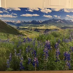 Last Dollar Lupine - 48x32 canvas print