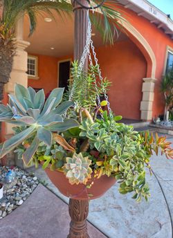 Hanging Suculent Plant